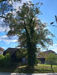 Photo of this report